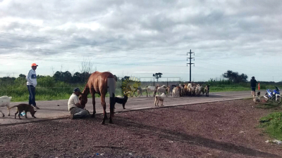 Insólito corte de ruta: productores con su ganado caprino cortan la 95 y calle 17