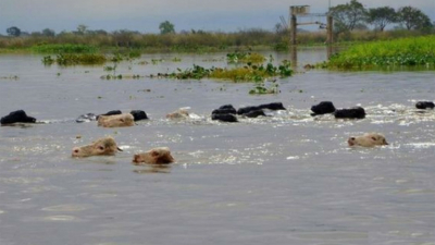 Evacúan vacas en el norte de Santa Fe por la crecida