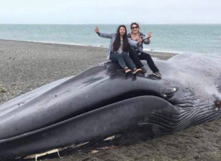 ballena2.jpg
