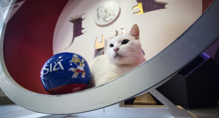 gato Aquiles.jpg