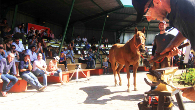 Todo listo en Corrientes para el tercer Congreso Equino