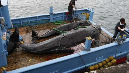 cetaceos.jpg