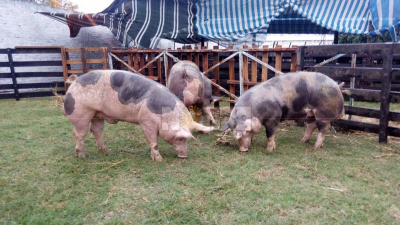 Exitosa edición del Festival del Cerdo en Charata