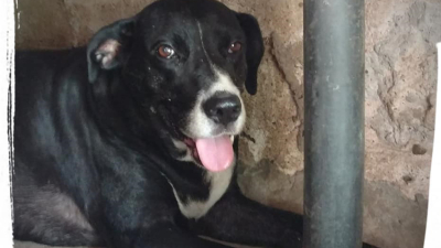 Piden adopción urgente para dos perros: su dueña falleció