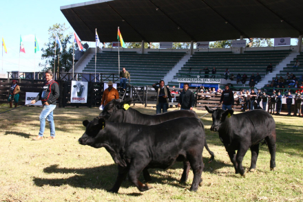 campo.jpg
