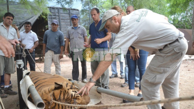 Dueño de circo que maltrató tigres de bengala deberá ir a debate oral y público