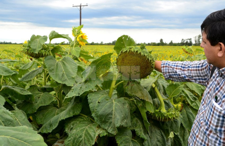 girasol2.jpg