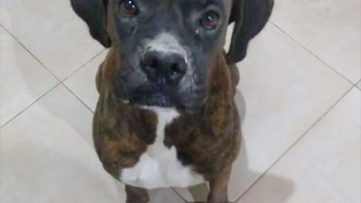 Buscan a Siena, una perra bóxer