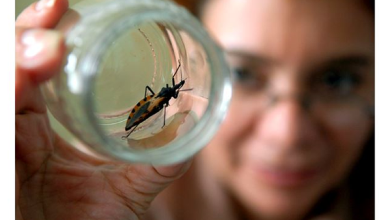 Enfermedad de Chagas: nacen 1.400 bebes infectados por año