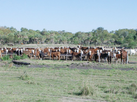ganaderia.jpg