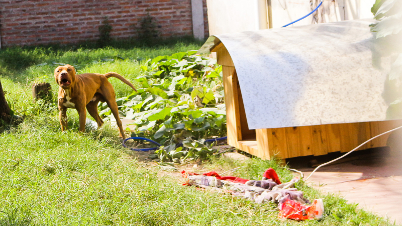 Nena sufrió graves lesiones tras ser atacada por un pitbull