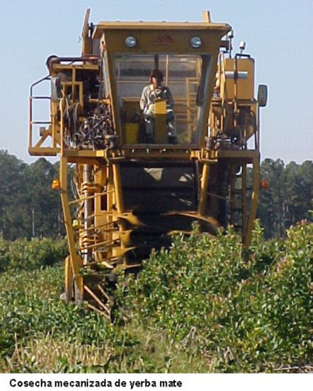 yerba4.jpg