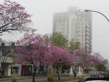 niebla1.jpg