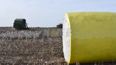 Algodón: estiman un crecimiento de la superficie de siembra en el país