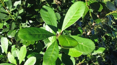 Laboratorio de la UNNE estudia el potencial efecto anticancerígeno de la yerba mate