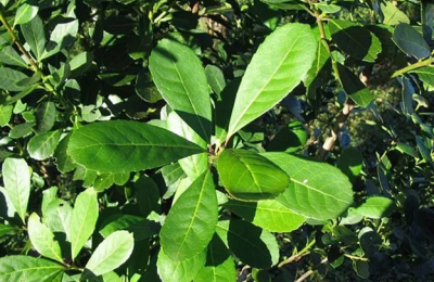 Laboratorio de la UNNE estudia el potencial efecto anticancerígeno de la yerba mate