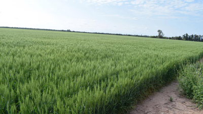 Chaco, a un paso de obtener la primicia nacional de trigo