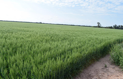 Chaco, a un paso de obtener la primicia nacional de trigo