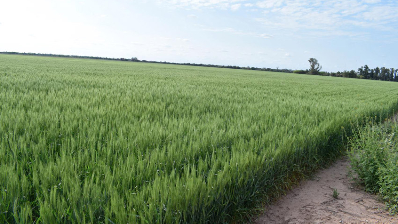 Chaco, a un paso de obtener la primicia nacional de trigo