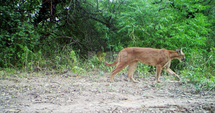 camara trampa1.jpg