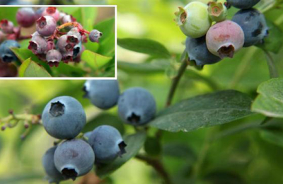 Destacan el potencial de crecimiento del arándano