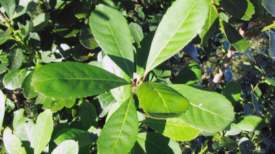 La leyenda de la yerba mate