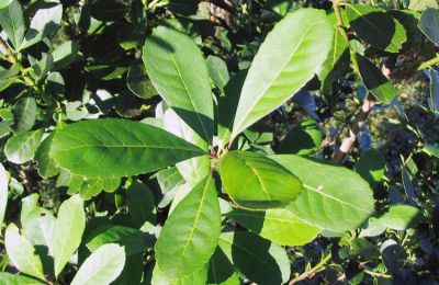 La leyenda de la yerba mate