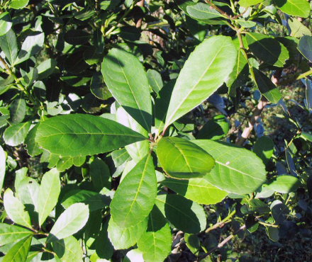 yerba.jpg