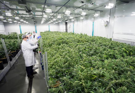 cannabis-jujuy-1.jpg