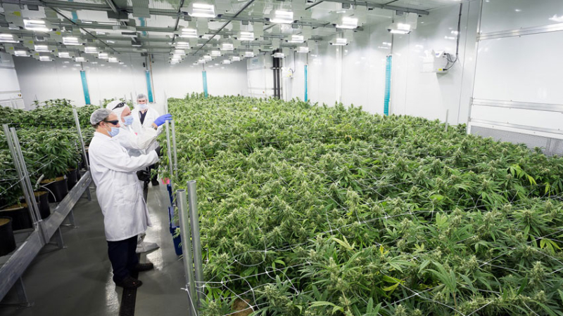 Jujuy destinará 20 hectáreas para el cultivo de cannabis con fines medicinales