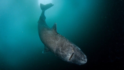 Científicos descubrieron un tiburón vivo de 512 años