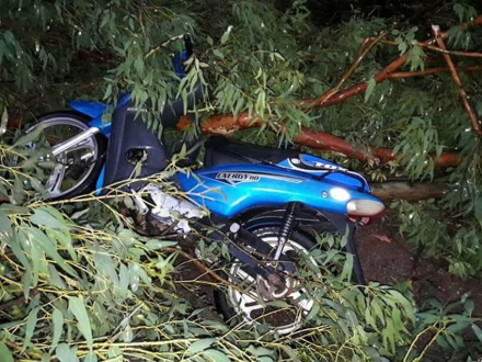 58moto-en-arbol.jpg