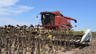 Dos mil kilos de rinde para el primer lote de girasol cosechado en el país
