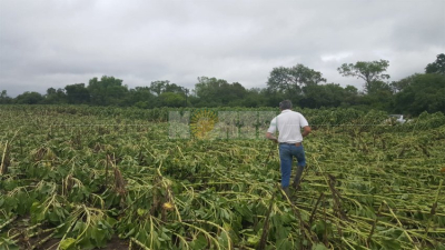 Tres Isletas: el temporal “barrió” con más de 200 hectáreas de girasol