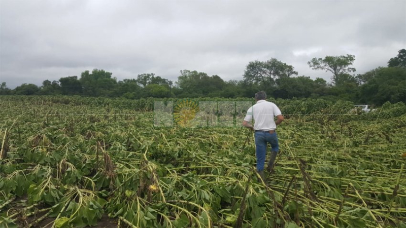 Tres Isletas: el temporal “barrió” con más de 200 hectáreas de girasol