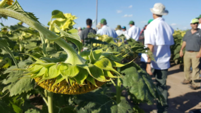 Girasol: la clave estará en los rendimientos