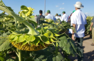 Girasol: la clave estará en los rendimientos
