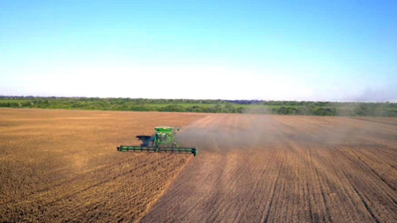Garbanzo en el Chaco: una alternativa atractiva y promisoria