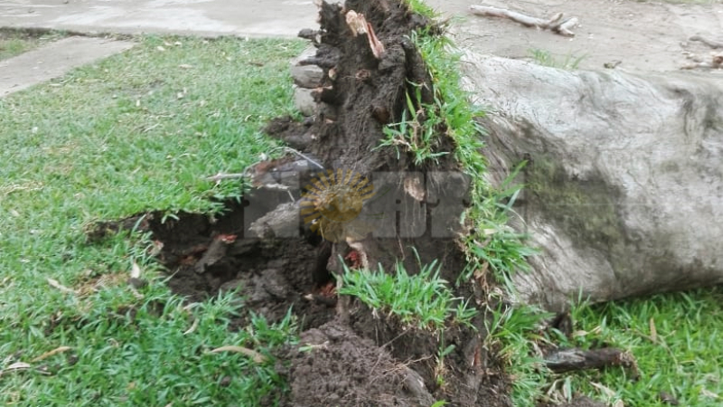 Isla del Cerrito: cayó un árbol y mató a una mujer que iba en moto