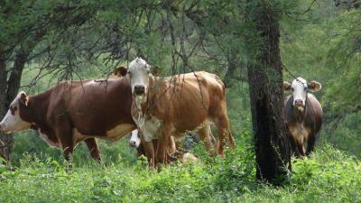Las tres patas de la producción primaria esperan por el impulso necesario para 2019