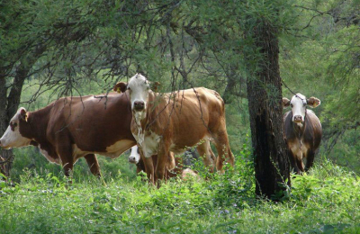 Las tres patas de la producción primaria esperan por el impulso necesario para 2019