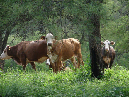 BOSQUE-Y-GANADERIA.jpg