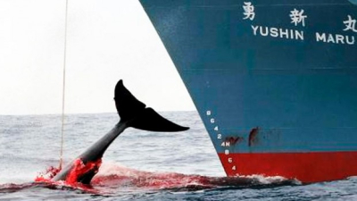 Japón retomará oficialmente la caza comercial de ballenas