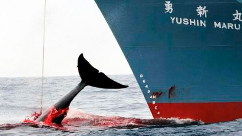 Japón retomará oficialmente la caza comercial de ballenas
