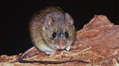 El gobierno advierte el riesgo del hantavirus a los chaqueños que viajarán al sur
