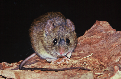 El gobierno advierte el riesgo del hantavirus a los chaqueños que viajarán al sur