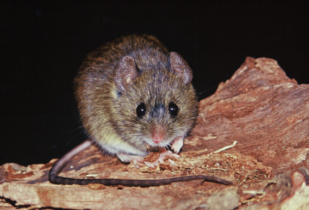 Ratón.png