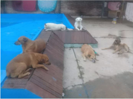 mascota 3.JPG