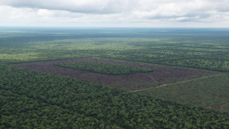 Desmontes: activistas de Greenpeace frenan topadora en El Impenetrable