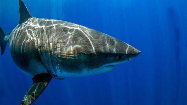 <p>La última vez que la tiburón fue retratada ocurrió en julio de 2013, cerca a la Isla de Guadalupe (México), aunque en aquella oportunidad los buzos estaban protegidos por una celda.</p>